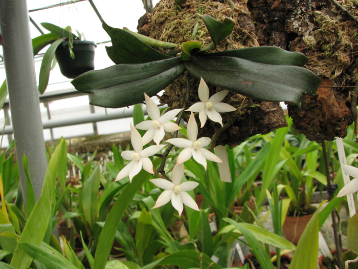 Фото орхидеи Aerangis biloba