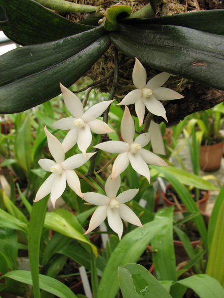 Aerangis biloba миниатюрные цветущие орхидеи