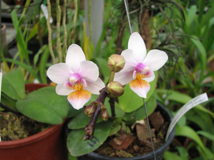 Phalaenopsis Liu's Rainbow 'ORCHIS' цветущая орхидея
