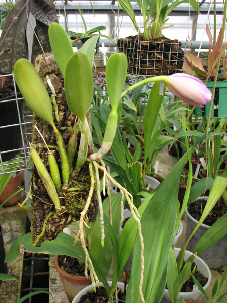 Фото орхидеи Laelia pumila в магазине орхидей