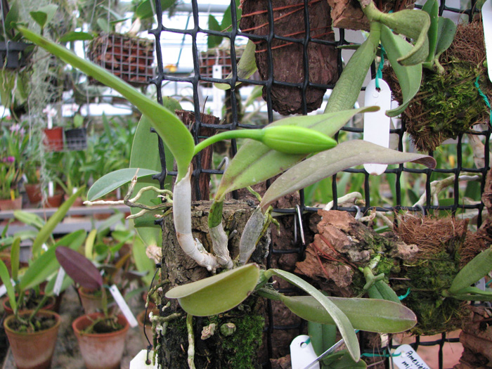 Фото орхидеи Laelia alaori suave × Cattleya luteola 'Big Star'