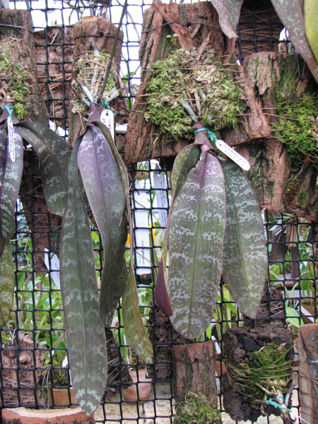 Фото орхидеи Phalaenopsis stuartiana