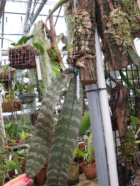 Фото орхидеи Phalaenopsis philippinensis