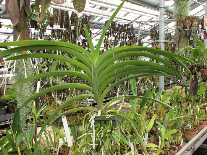Фото орхидеи Vanda Pimporn x Vanda Srakaew с цветоносом