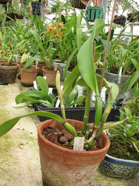 Фото орхидеи Rhyncholaeliocattleya Chunyeah '#17'