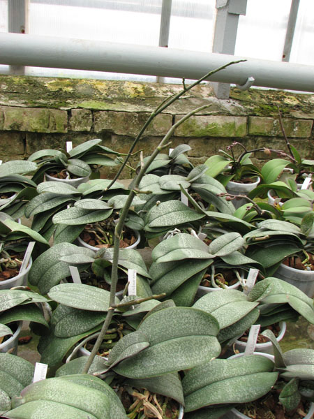 Фото орхидеи Phalaenopsis Rothschildiana