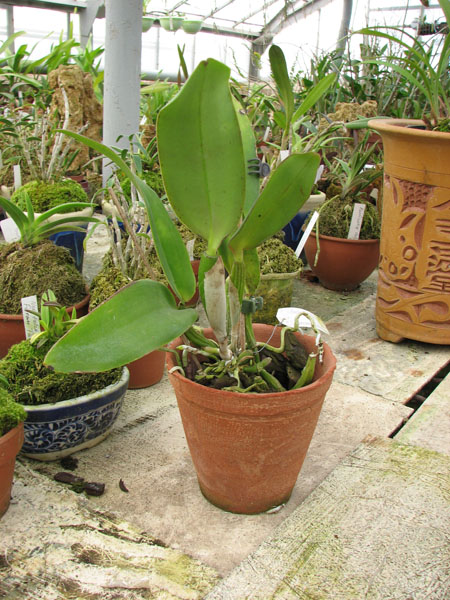 Фото орхидеи Cattleya (walkeriana 'coerulea' x Cattleya schilleriana 'coerulea') x Cattleya walkeriana x Laeliocattleya Dincoruna 'coerulea