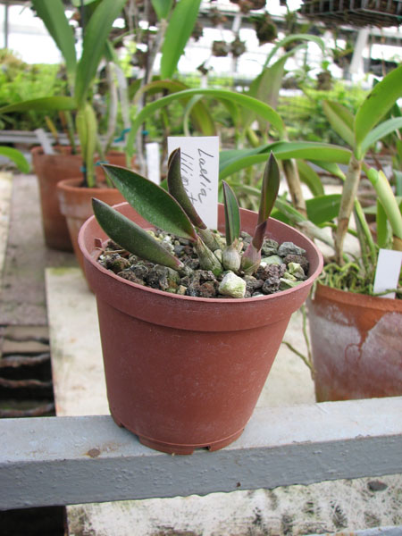 Фото орхидеи Laelia liliputana