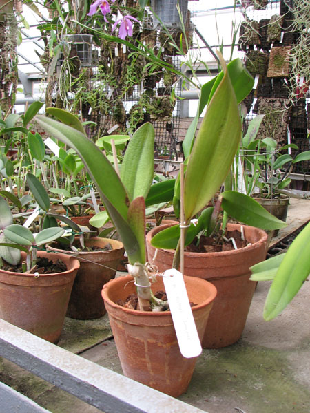 Фото орхидеи Brassocattleya Pastoral 'Innocence' с чехлом