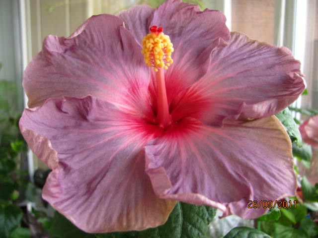 Pacific Pearl 3.JPG