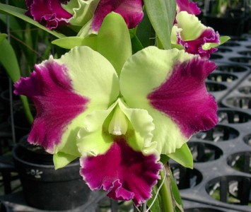 Фото орхидеи Laeliocattleya Kat Red Panda 'Kendolie'