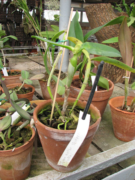 Фото орхидеи Guarianthe skinneri alba с чехлом