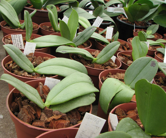 Гибрид фаленопсиса гигантеи Phalaenopsis Auspice Knight 'Malayan'