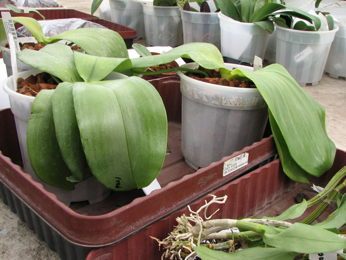 Фото орхидеи Phalaenopsis 'Red Jaguar'