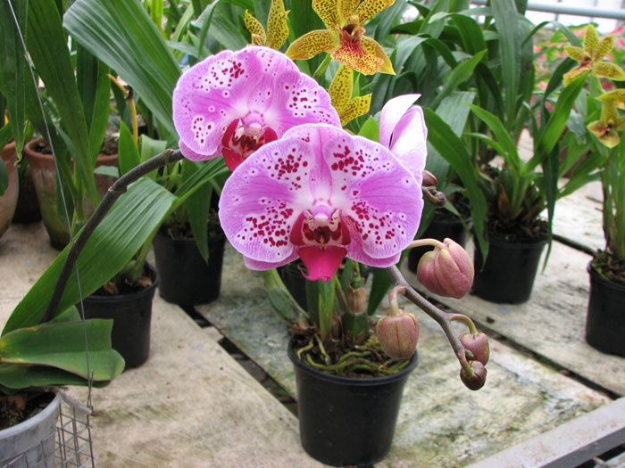 Фото орхидеи Doritaenopsis Chain Xen Pearl