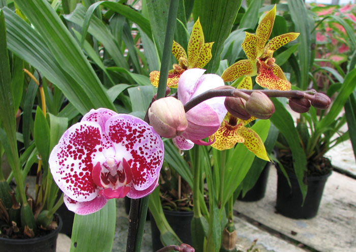 Фото орхидеи Doritaenopsis Ever Spring Pioneer 'O-1'