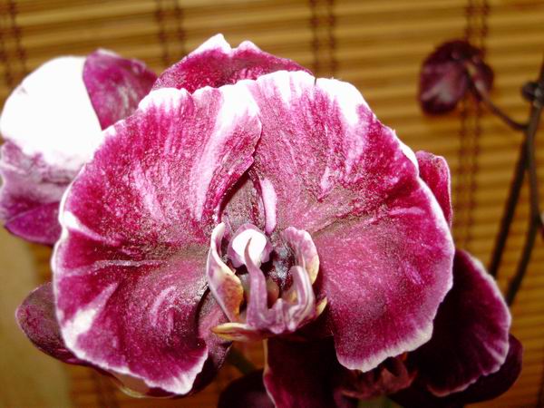 Орхидея Phalaenopsis hybrid