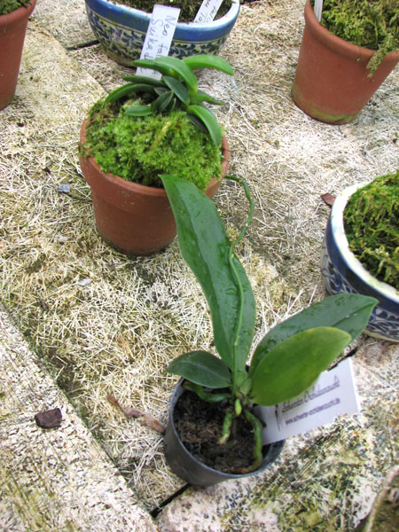 Орхидея Kingidium philippinense.jpg