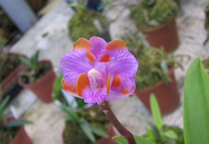 Цветущая орхидея Doritis pulcherrima aquinii