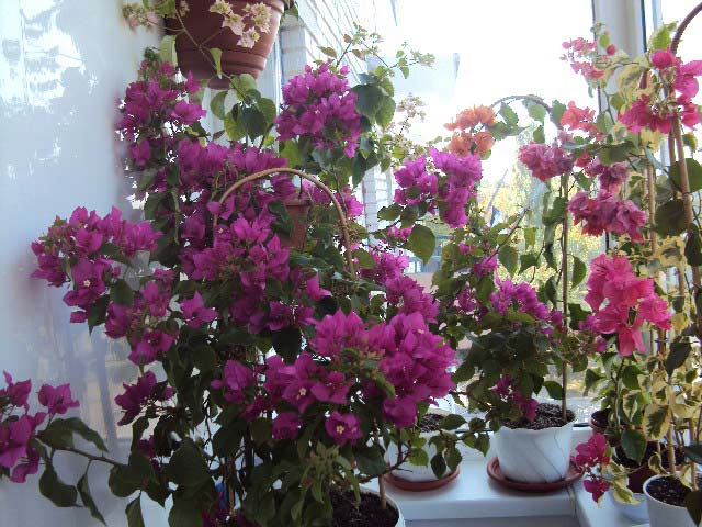 DSC04363.JPG