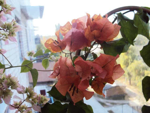DSC04364.JPG