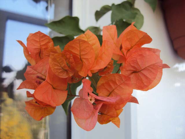 DSC04351.JPG