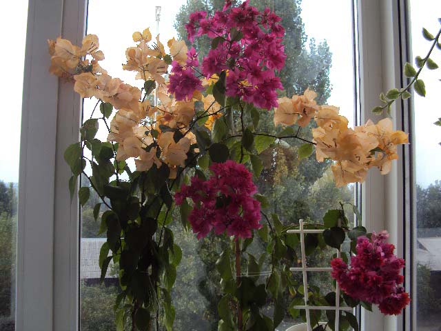 DSC04342.JPG