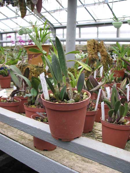 Фото орхидеи Laelia ghillanyi