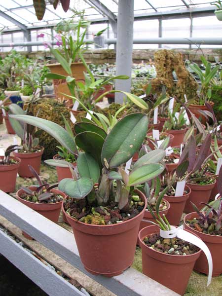 Фото орхидеи Laelia milleri