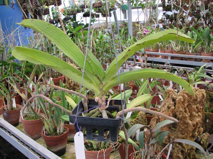 Фото орхидеи Rhynchostylis gigantea spot