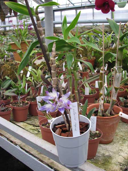 Фото орхидеи Dendrobium victoriae reginae