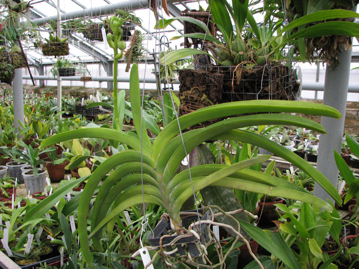 Фото орхидеи Vanda sanderiana x Taweesuksa с бутонами