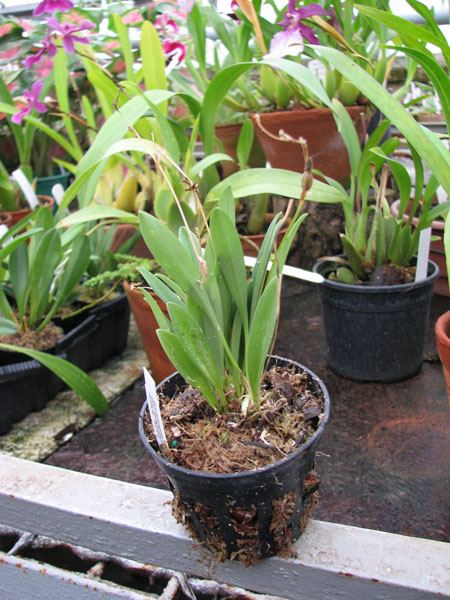 Фото орхидеи Masdevallia caloptera