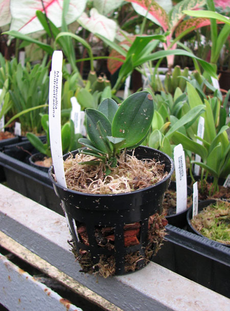 Фото орхидеи Masdevallia andreettaeana