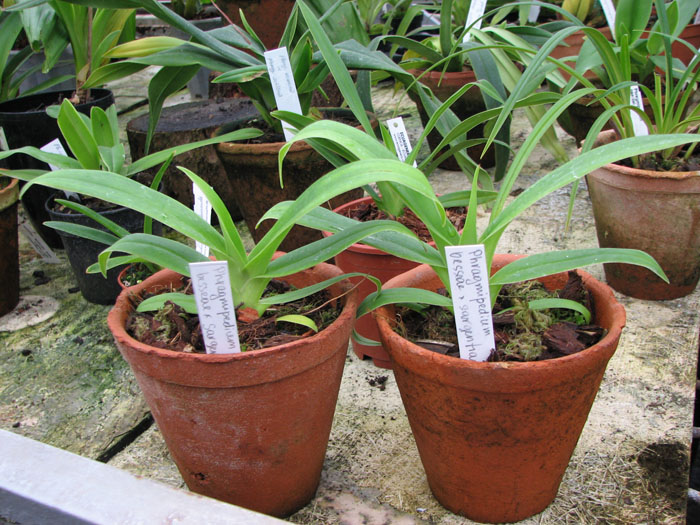 Фото орхидеи Phragmipedium Memoria Dick Clements