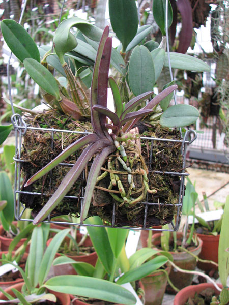 Фото орхидеи Ascocentrum pusillum