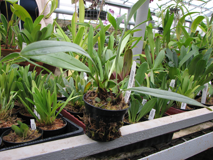 Фото орхидеи Maxillaria grandiflora