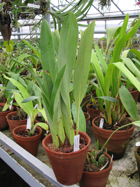 Фото орхидеи Maxillaria irrorata