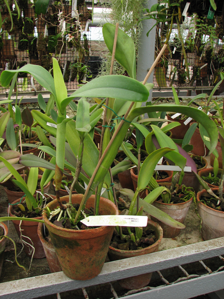 Фото орхидеи Cattleya skinneri