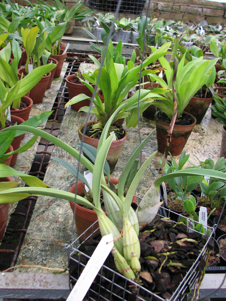 Фото орхидеи Laelia autumnallis var. atrorubens