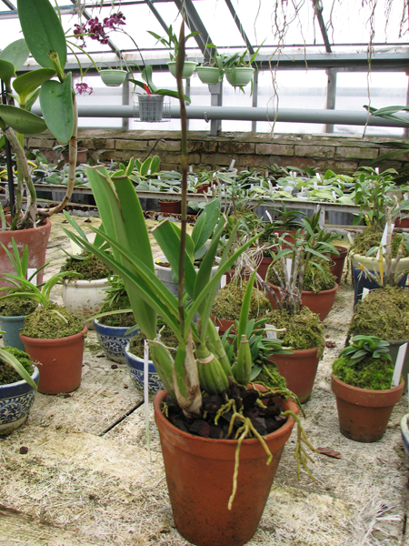 Фото орхидеи Laelia gouldiana