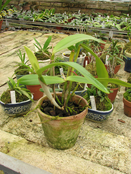 Фото орхидеи Cattleya Dominiana