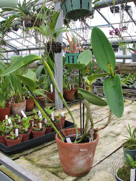 Фото орхидеи Cattleya Arctic Star Snow Queen