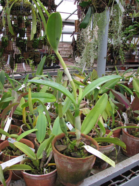 Фото орхидеи Cattleya bowringiana coerulea