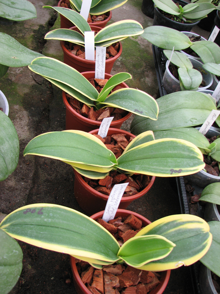 Фото орхидеи Doritaenopsis Sogo Yenlin 'Variegated Leaves'