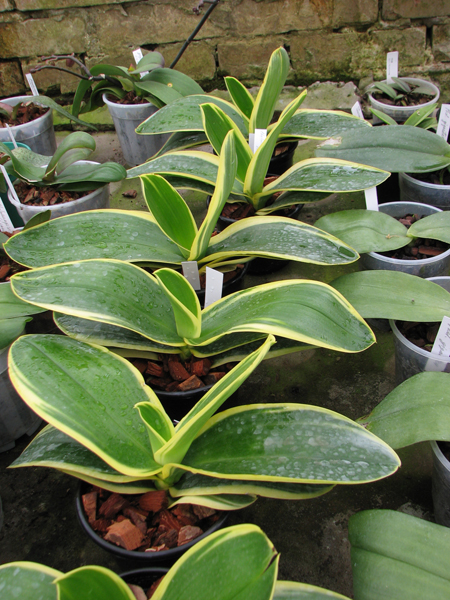 Фото орхидеи Phalaenopsis amabilis 'ORCHIS'