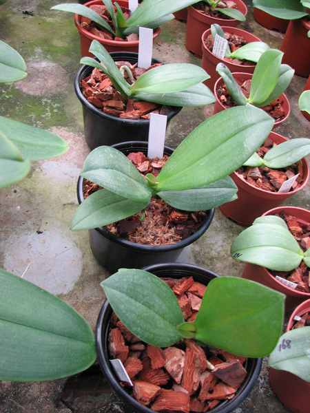 Фото орхидеи Doritaenopsis Siam Treasure 'Blue'