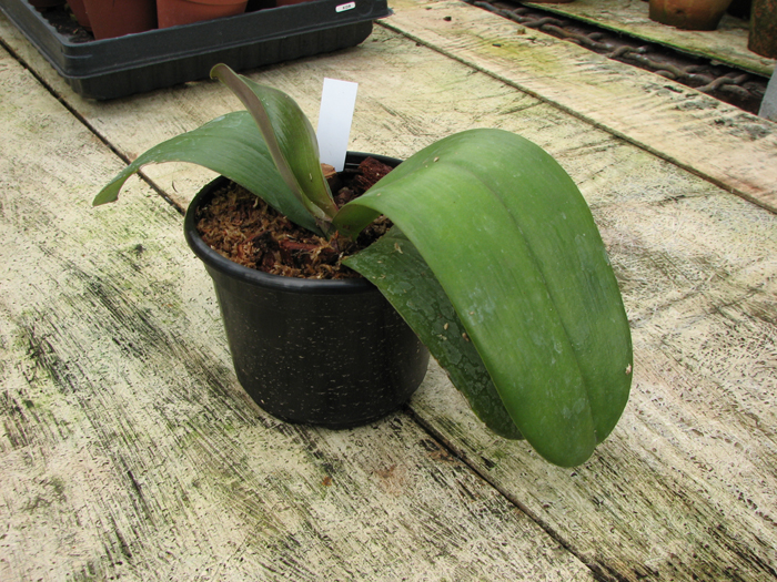 Фото орхидеи Phalaenopsis Chingruey's Precious Blood 'Red Diamond'