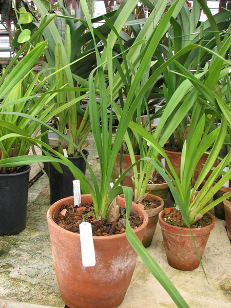 Фото орхидеи Cymbidium Pierette  'Milk Tea'