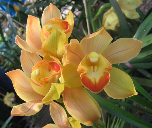 Цветение орхидеи Cymbidium Pierette  'Milk Tea'